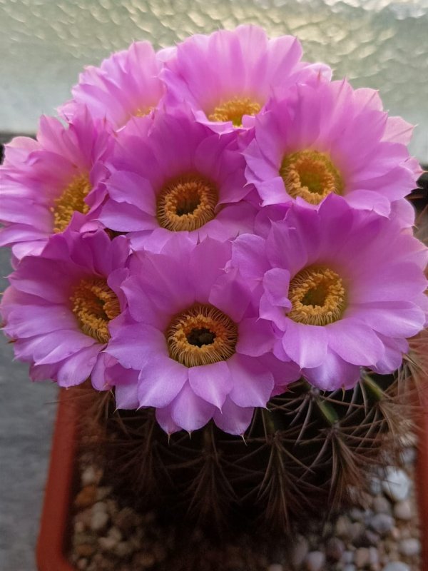 Acanthocalycium violaceum 