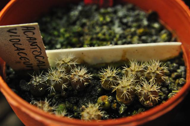 acanthocalycium violaceum