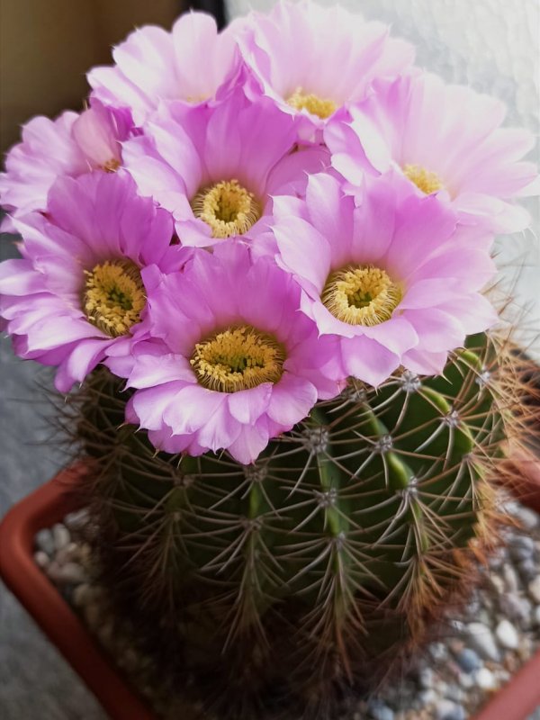 Acanthocalycium violaceum 