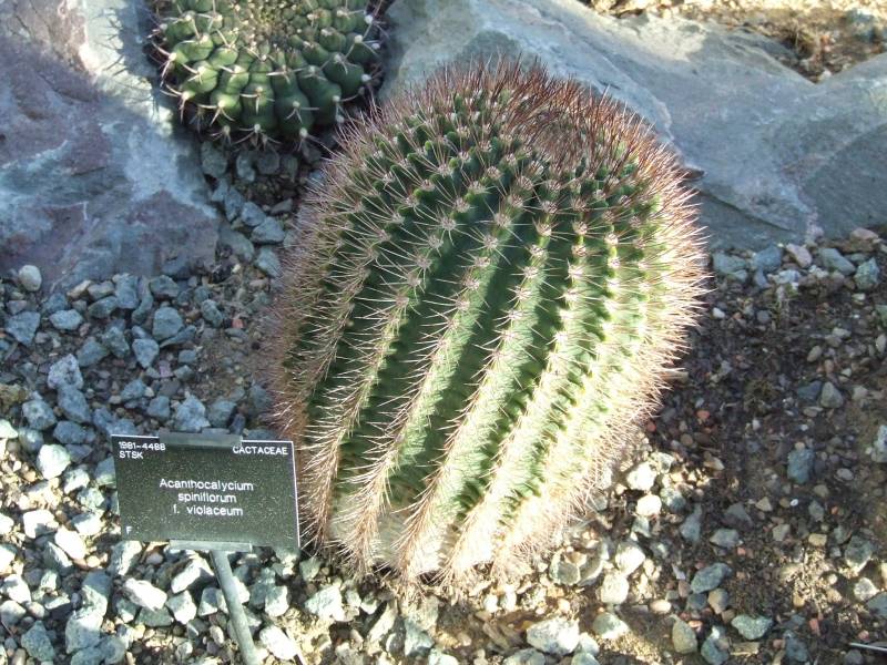 Acanthocalycium violaceum 