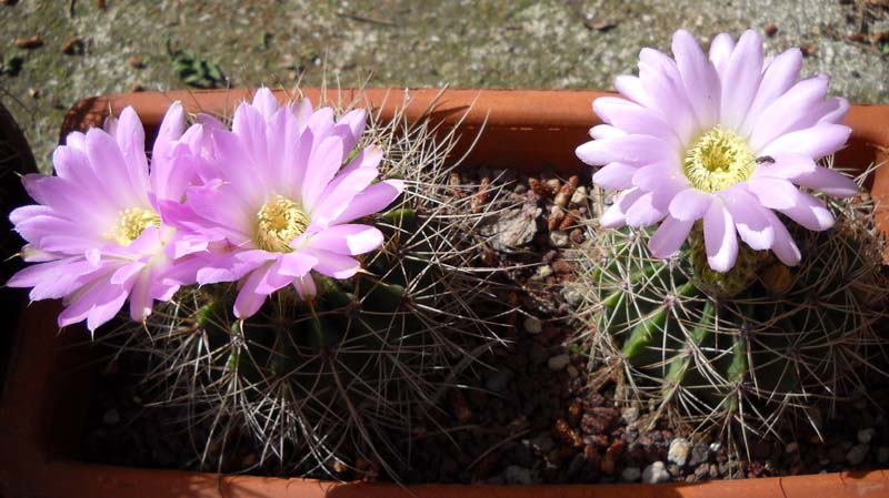 Acanthocalycium violaceum 