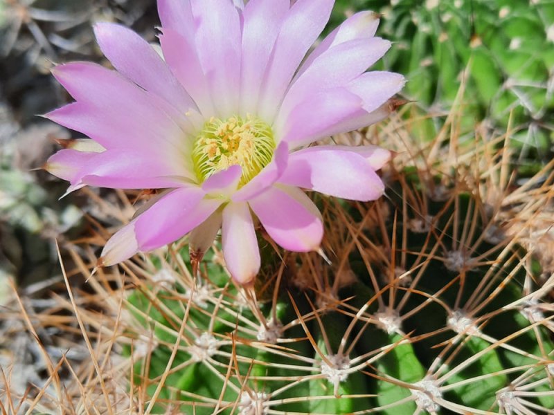 Acanthocalycium violaceum KFF1192