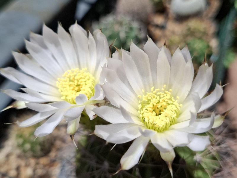 Acanthocalycium violaceum P110