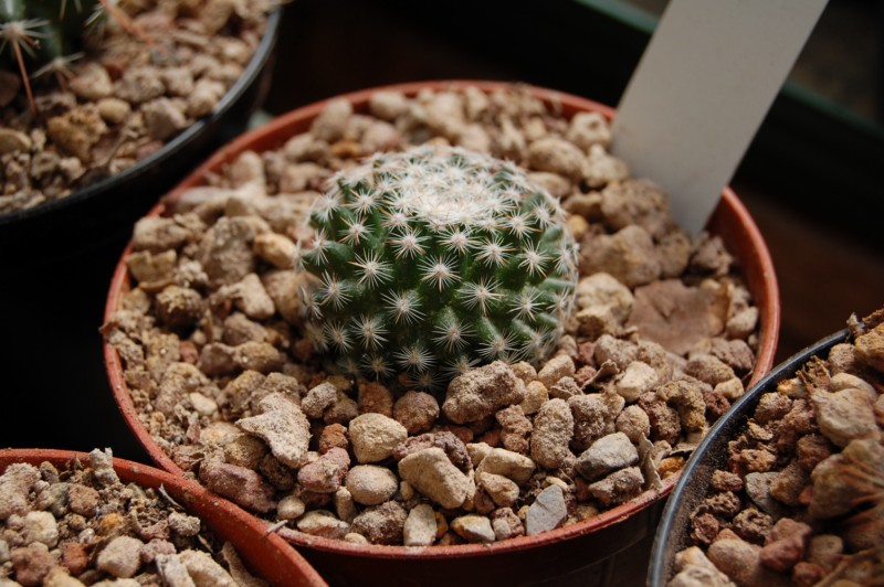 Mammillaria acanthoplegma 