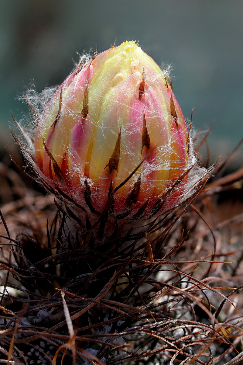 Astrophytum capricorne 