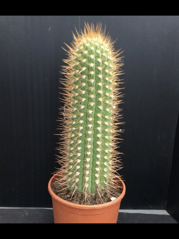 Trichocereus chiloensis ssp. litoralis 