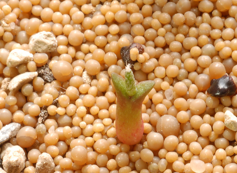 Astrophytum caput-medusae 