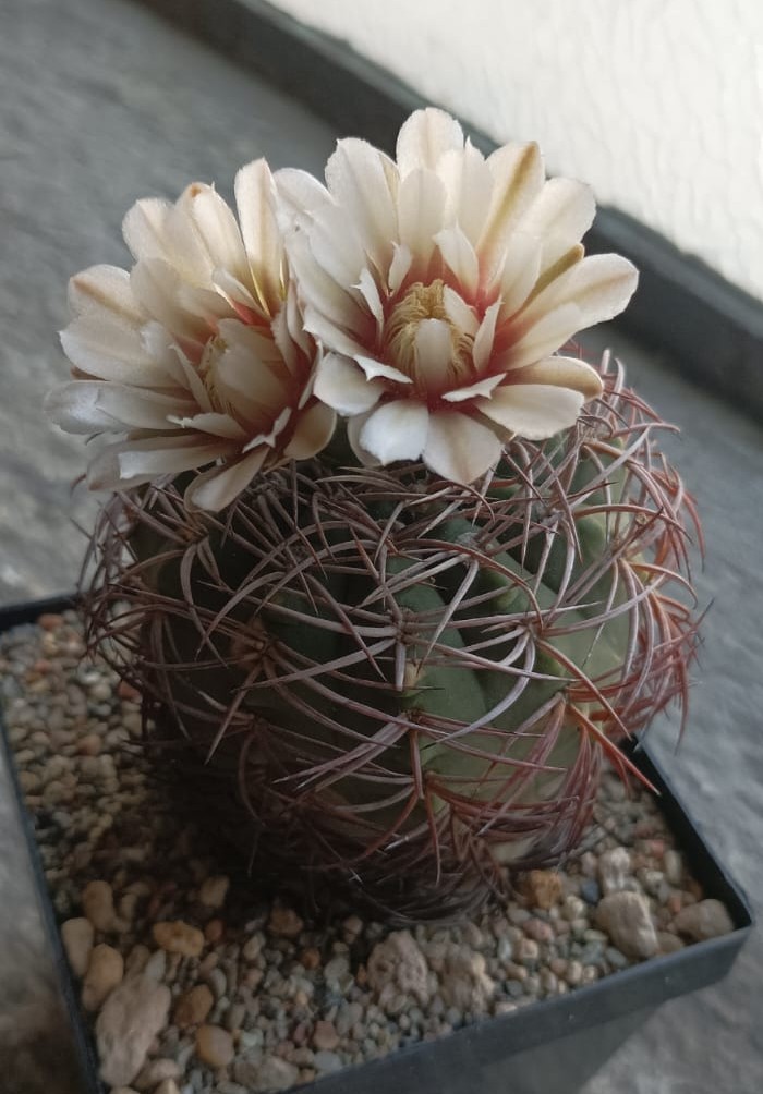 Gymnocalycium acorrugatum 