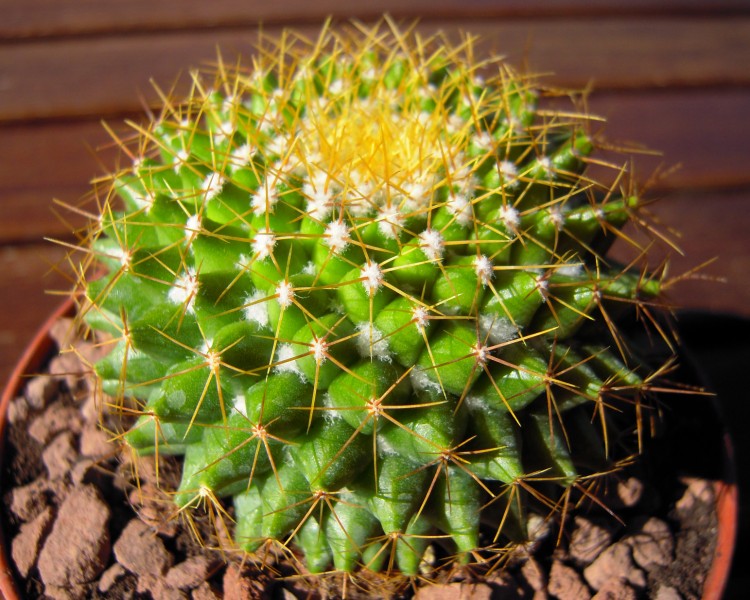 Mammillaria marksiana 