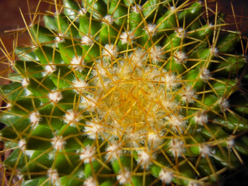 Mammillaria marksiana 