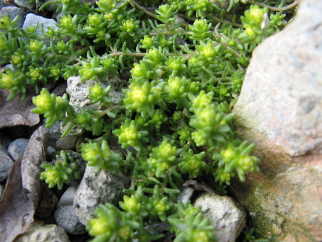 Sedum acre cv. aureum 