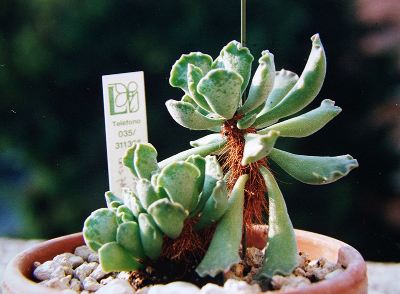 adromischus cristatus