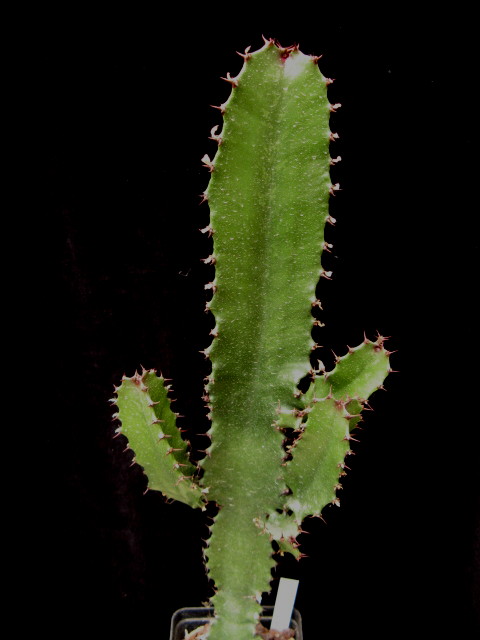 Euphorbia acrurensis 