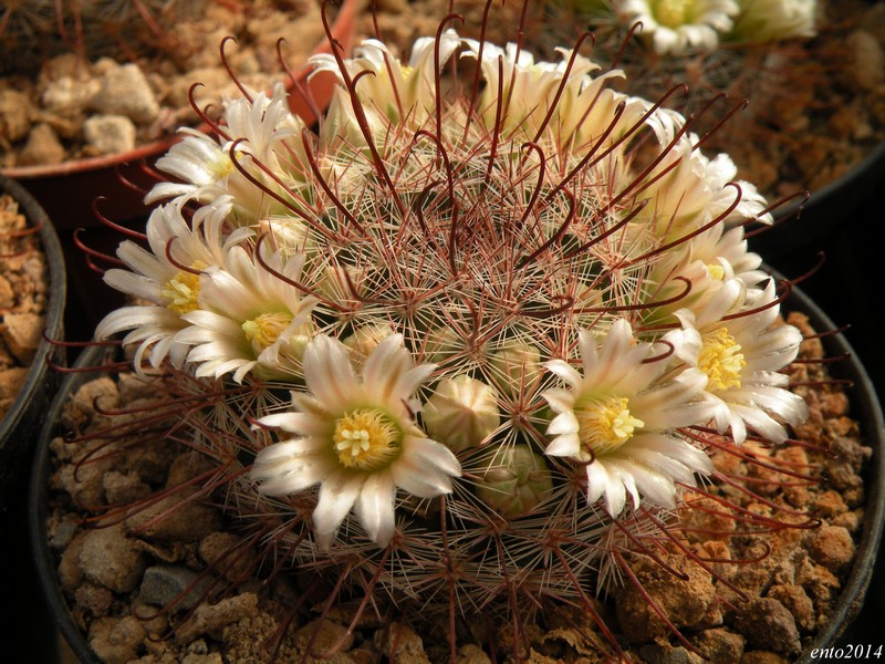 Mammillaria mercadensis ROG 722