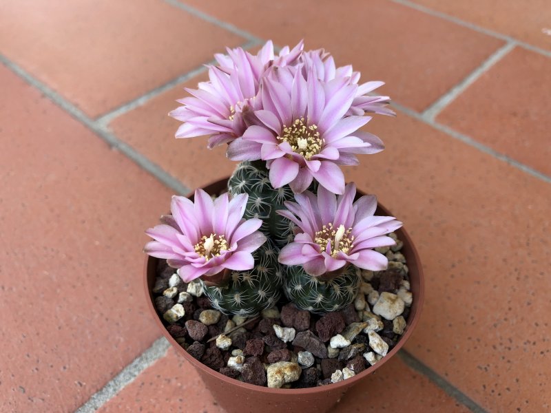 Gymnocalycium bruchii 