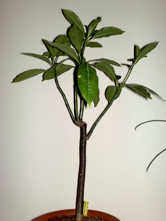adansonia madagascariensis