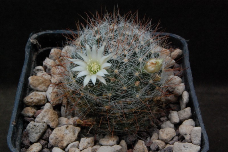 Mammillaria moeller-valdeziana AdB 138