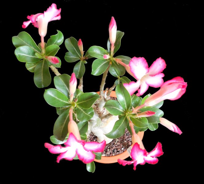 Adenium obesum 