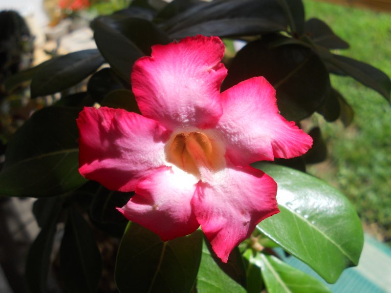 Adenium obesum 