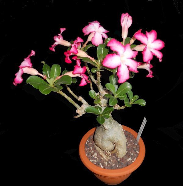 Adenium obesum 