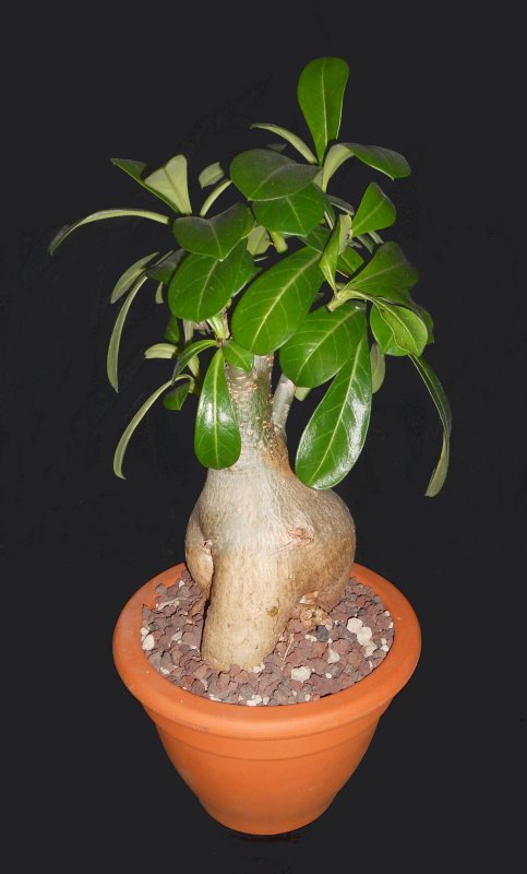 Adenium obesum 