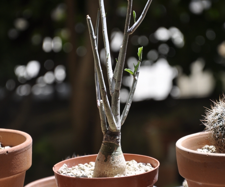 Adenia pechuelii 