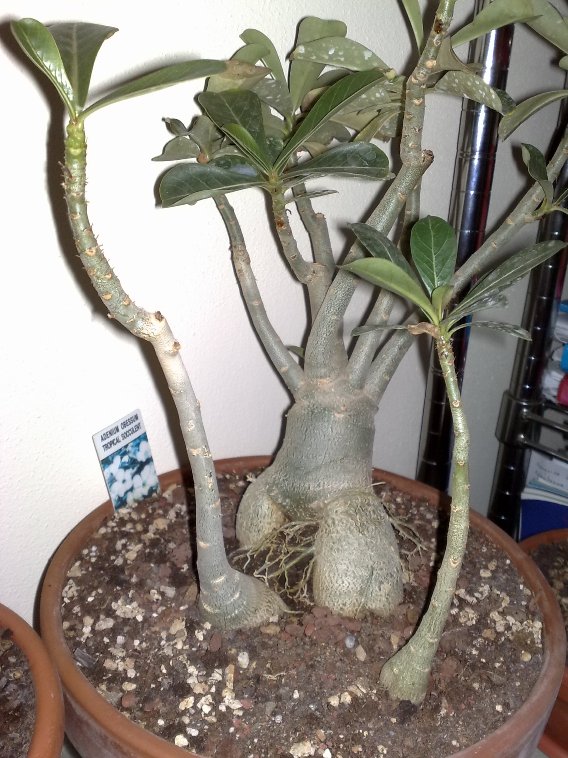 Adenium obesum 