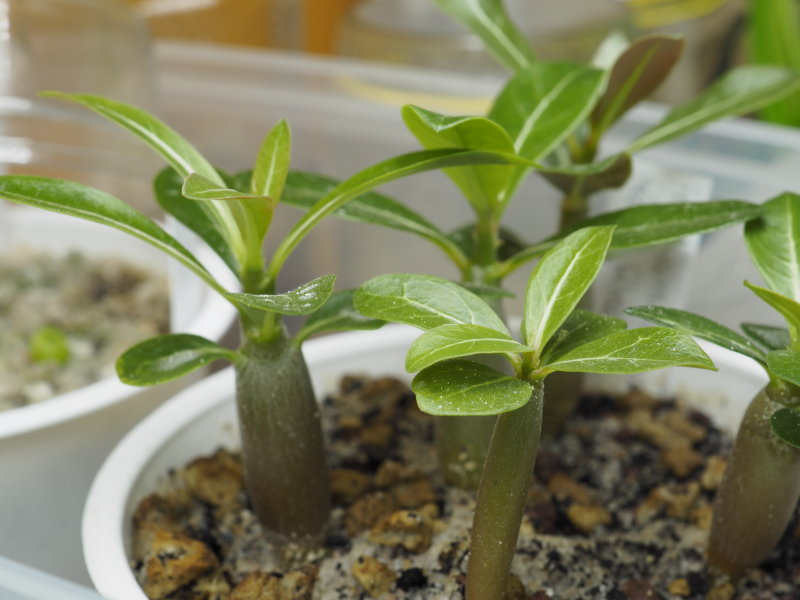 Adenium obesum 