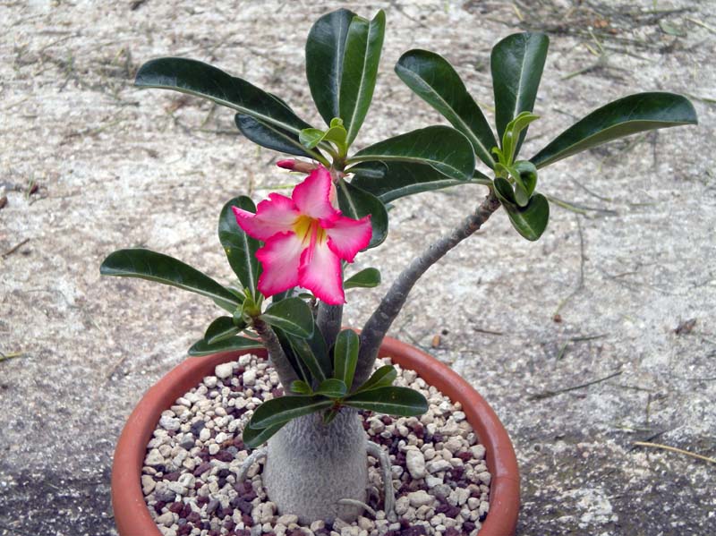 Adenium obesum 