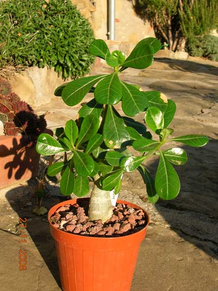 Adenium obesum 