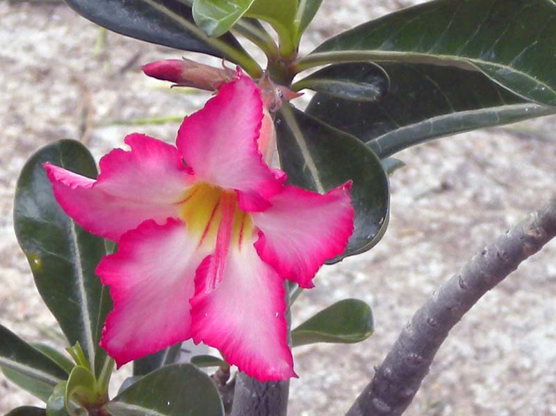 Adenium obesum 