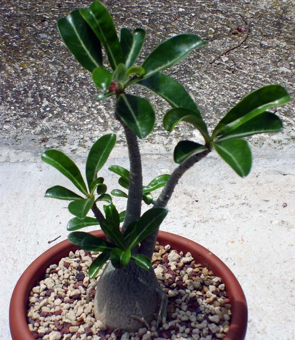 Adenium obesum 