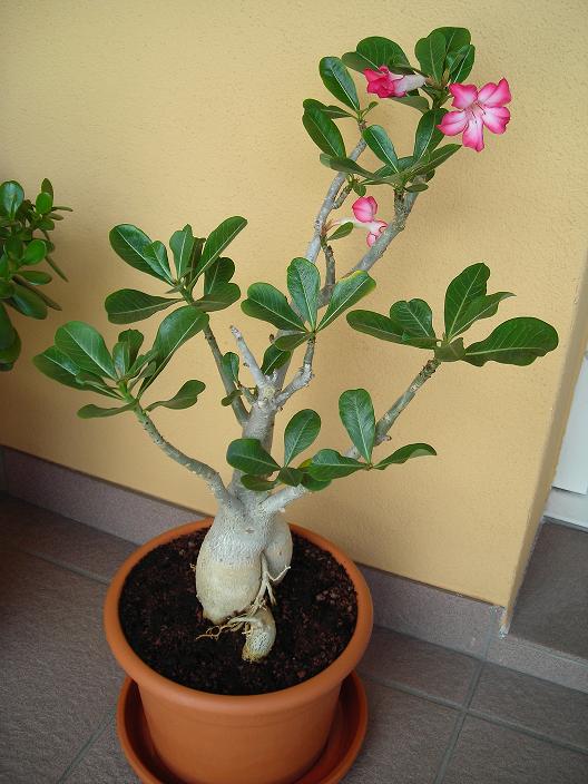 Adenium obesum 