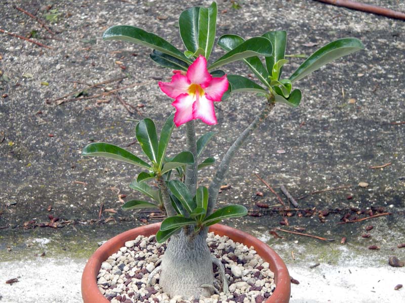 Adenium obesum 