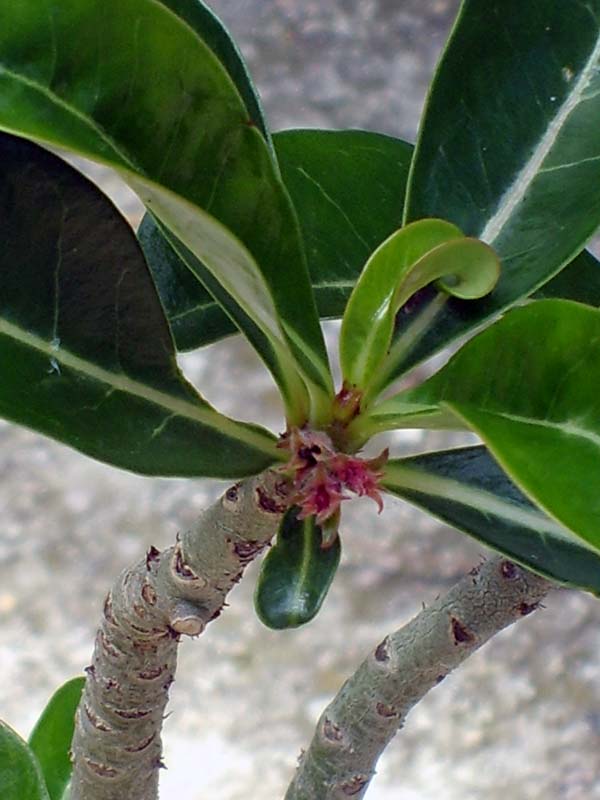 Adenium obesum 