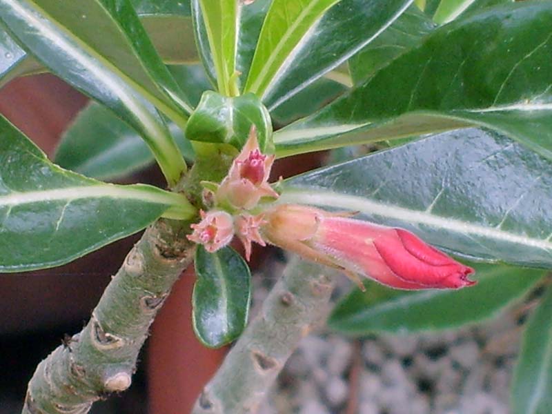 Adenium obesum 