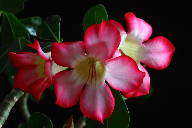 Adenium obesum 