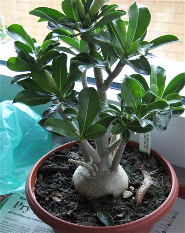 Adenium obesum 