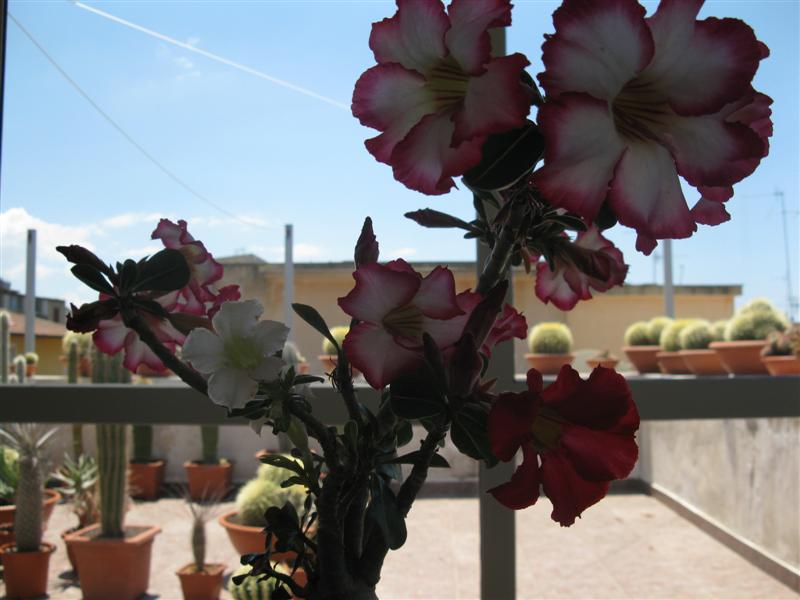 Adenium obesum 