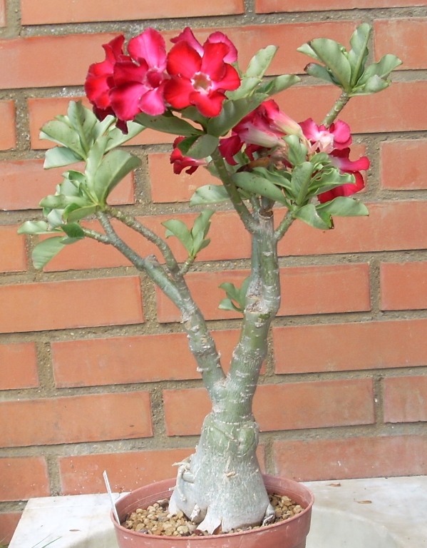 Adenium obesum 