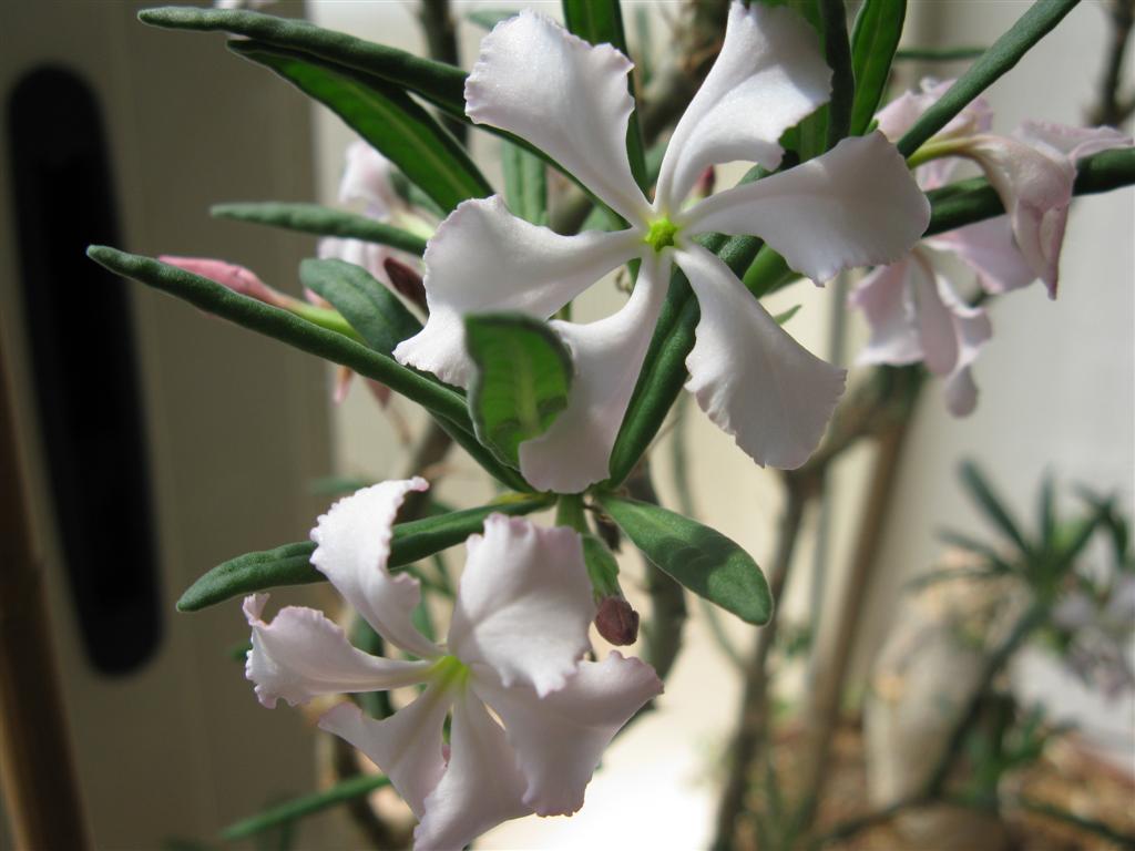 Pachypodium succulentum 