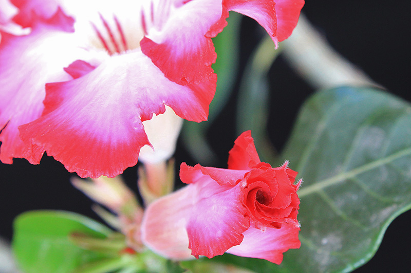 Adenium obesum 