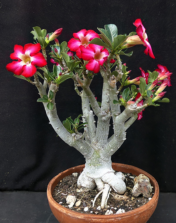 Adenium obesum 