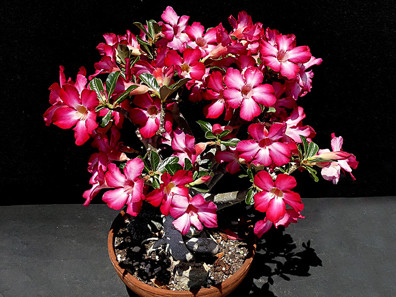 Adenium obesum 