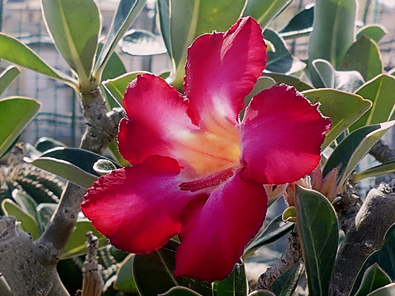 Adenium obesum 