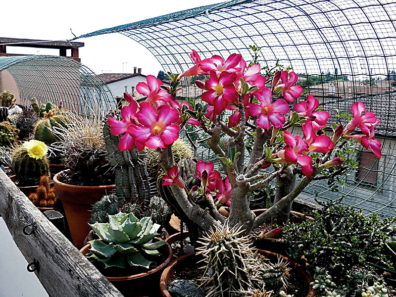 Adenium obesum 