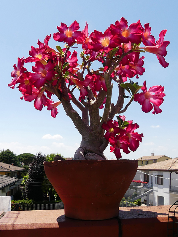 Adenium obesum 