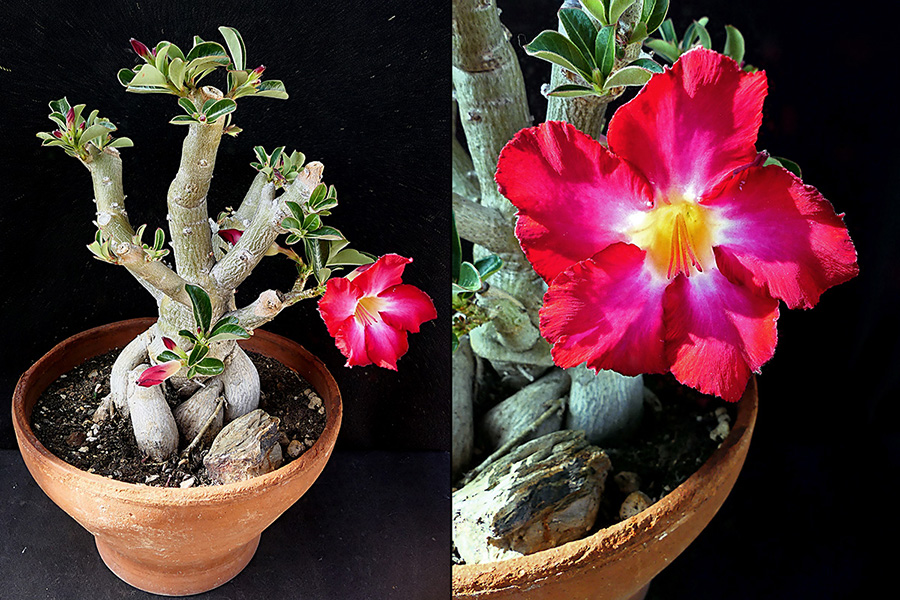 Adenium obesum 