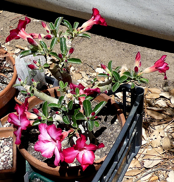 Adenium obesum 