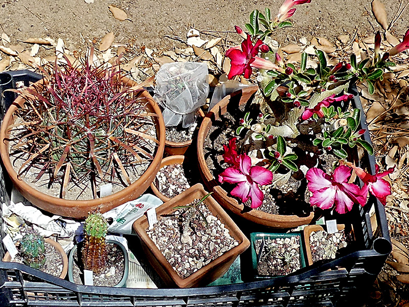 Adenium obesum 